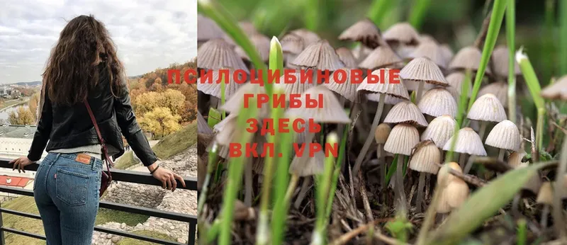 Псилоцибиновые грибы Magic Shrooms  Петушки 